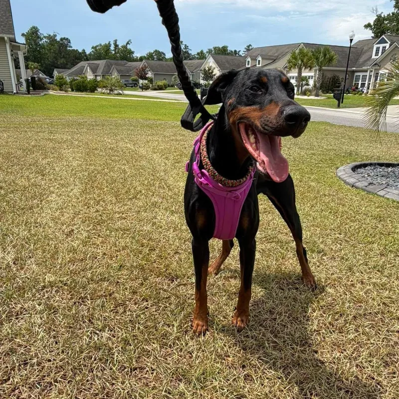 An adult large-sized female Black Doberman Pinscher dog named Luna for adoption in Calabash, NC