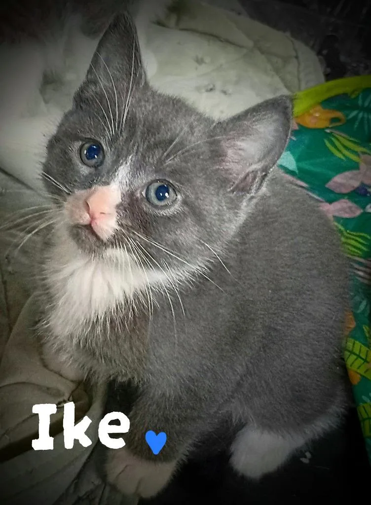 A baby medium-sized male Domestic Short Hair cat named Ike Candy for adoption in Parkville, MD