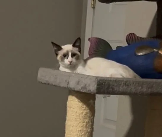Meeka
