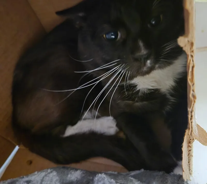 A young medium-sized male Domestic Short Hair cat named Midnight Willow for adoption in Windsor, CT