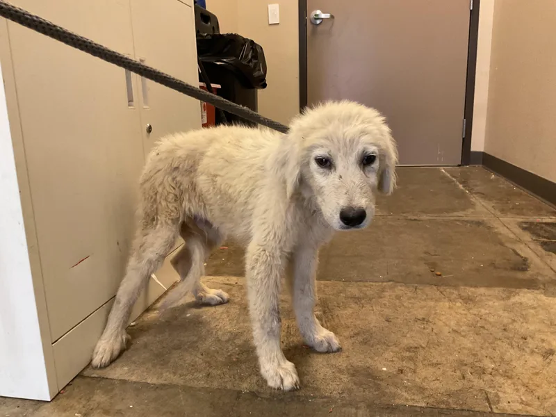 A baby medium-sized male Great Pyrenees dog named Baxter for adoption in Ontario, CA