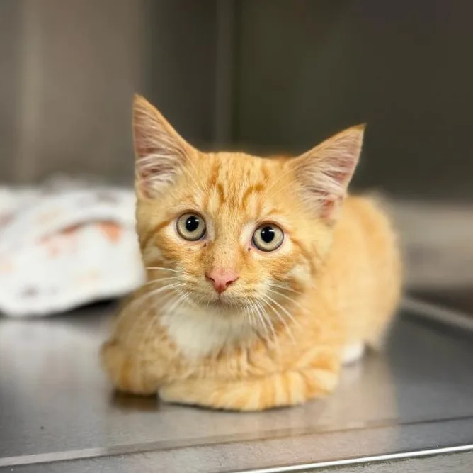 A young small-sized male Domestic Short Hair cat named Ed Sheeran for adoption in Wayne, NJ