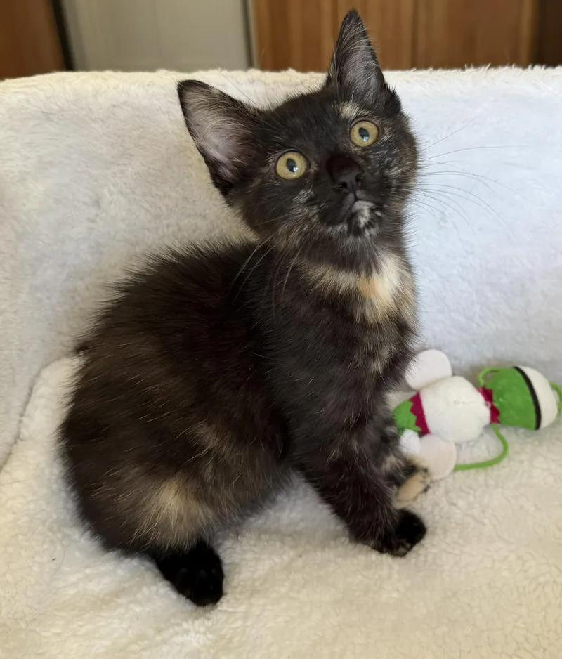 A baby medium-sized female Tortoiseshell cat named Bella for adoption in Wayne, NJ