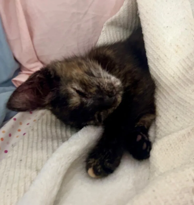 Charlie thumbnail 2