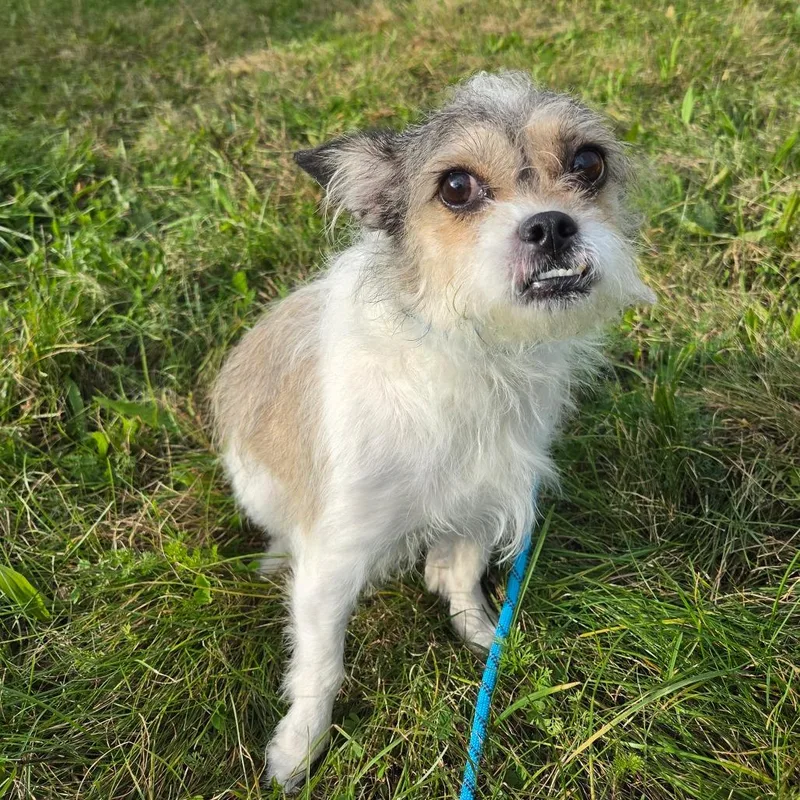 An adult small-sized female White / Cream Terrier dog named Gremlina for adoption in Binghamton, NY