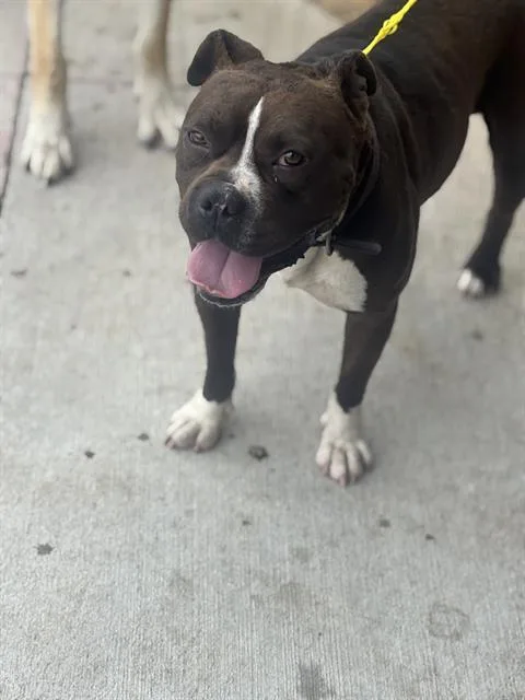 An adult medium-sized male Mixed Breed dog named Zimba for adoption in Dallas, TX