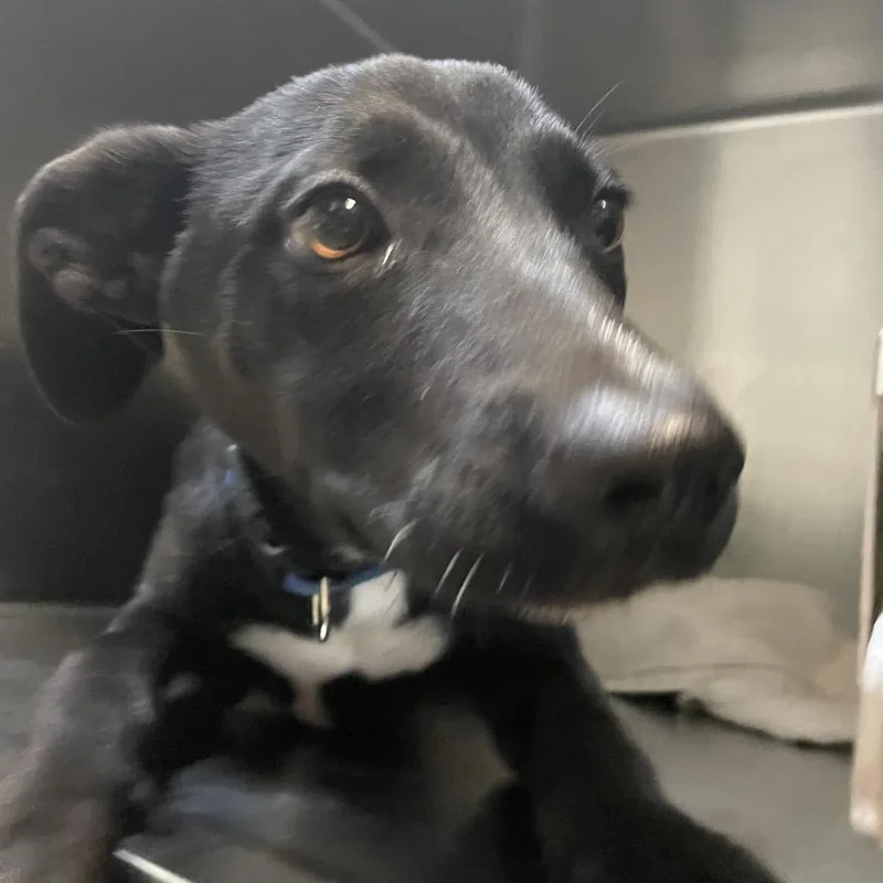 A baby medium-sized male Black Black Labrador Retriever dog named Rodrick for adoption in Pasadena, CA