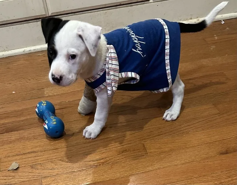 A baby small-sized female Tricolor (Brown, Black, & White) Mixed Breed dog named Mary for adoption in Canton , GA