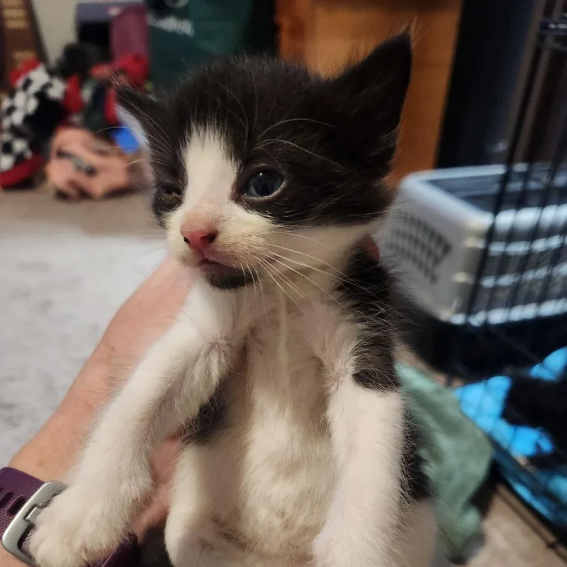 A baby small-sized female White Domestic Short Hair cat named Lexi for adoption in Oak Grove, MN