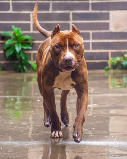 An adult large-sized male Mixed Breed dog named Carmichael for adoption in Chamblee, GA