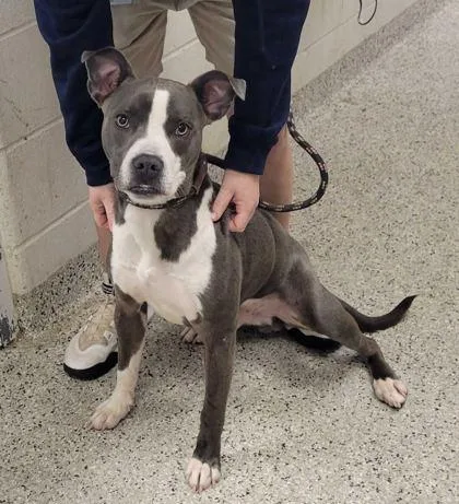 An adult medium-sized male Gray / Blue / Silver Pit Bull Terrier dog named Onni for adoption in Kansas City, MO