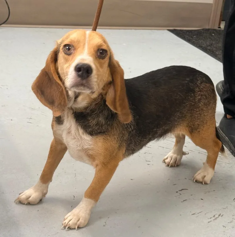 An adult medium-sized female Beagle dog named Berry for adoption in North Vernon, IN
