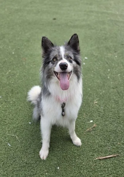 Marky Bark thumbnail 2