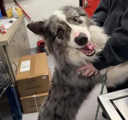 Marky Bark thumbnail 3