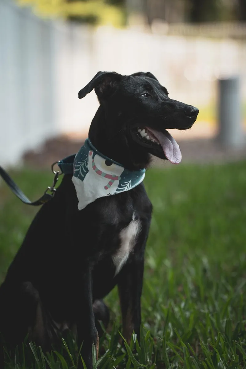 A young medium-sized male Black Labrador Retriever dog named Roscoe for adoption in San Mateo, CA