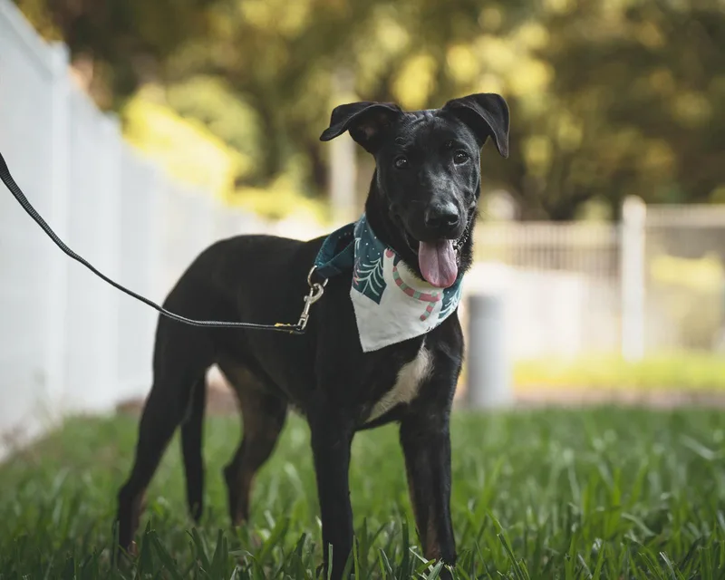 Roscoe thumbnail 4