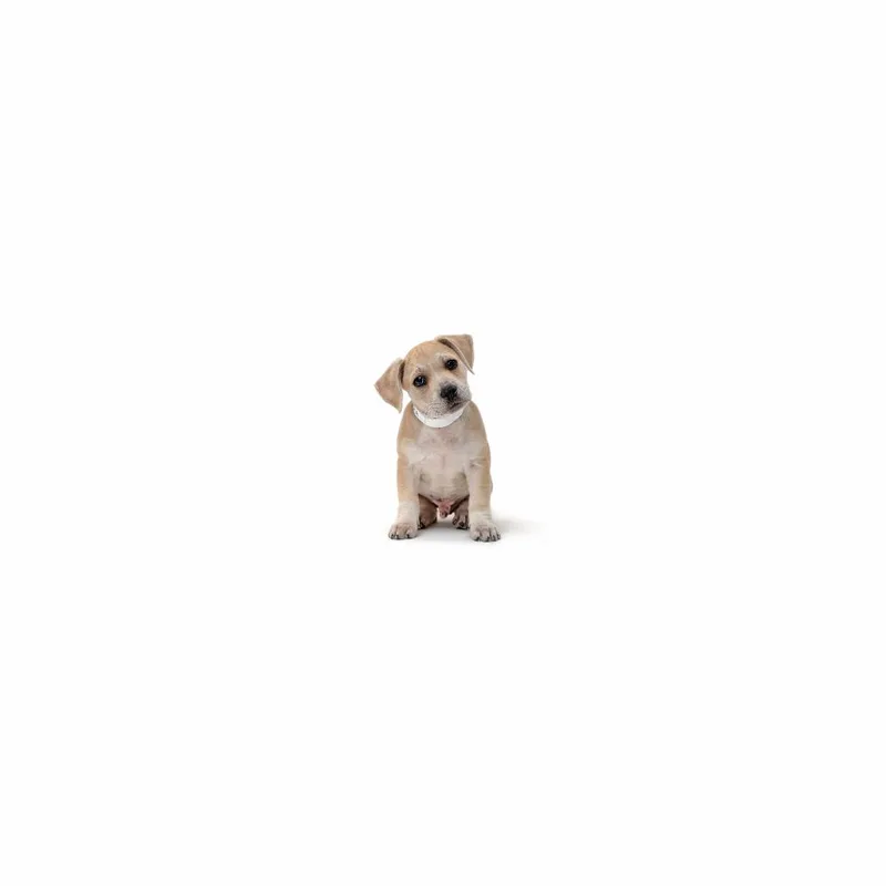 A baby large-sized male Yellow / Tan / Blond / Fawn Mixed Breed dog named Tesla for adoption in Playa Vista, CA
