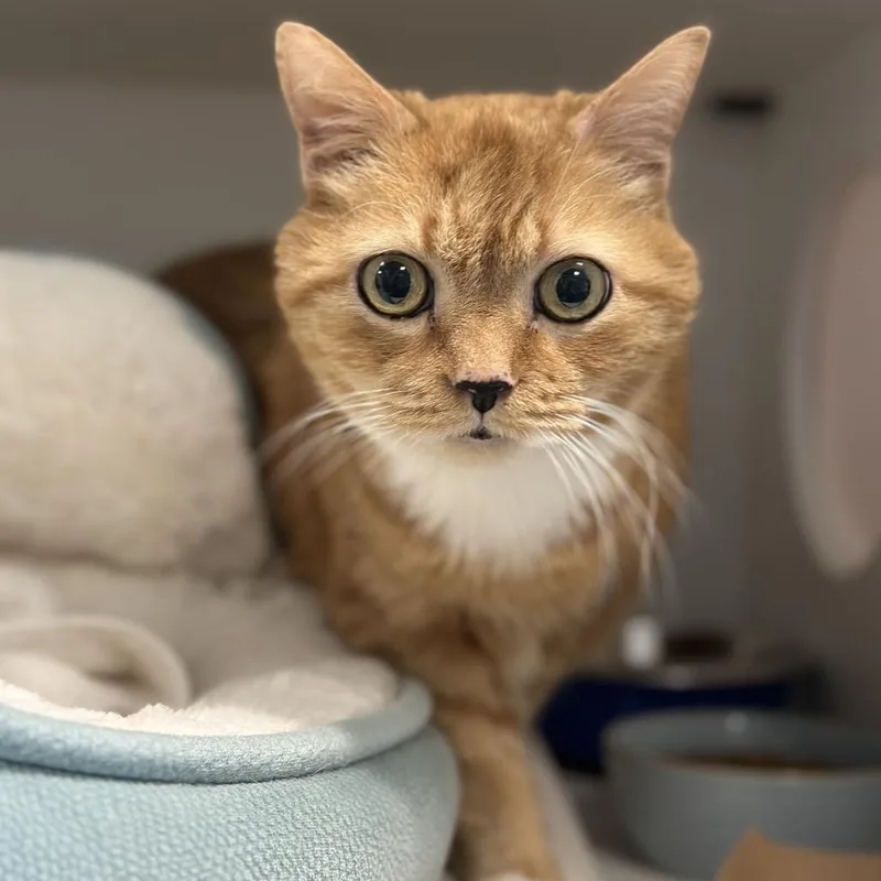 A senior large-sized male Orange / Red Domestic Short Hair cat named Little Nell for adoption in Greensboro, NC