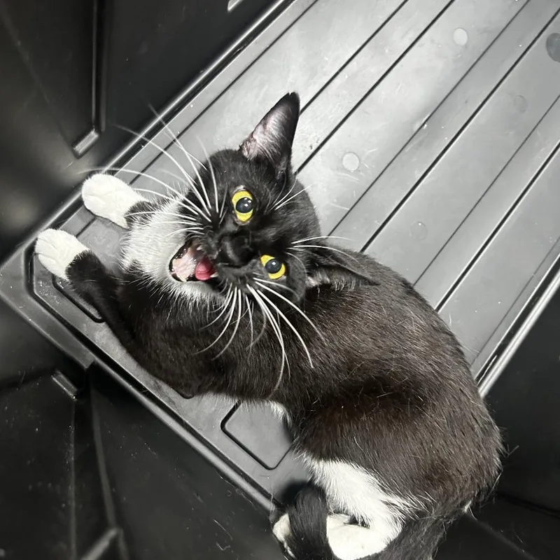A baby small-sized female Black Domestic Short Hair cat named Pepper for adoption in Newark, NJ