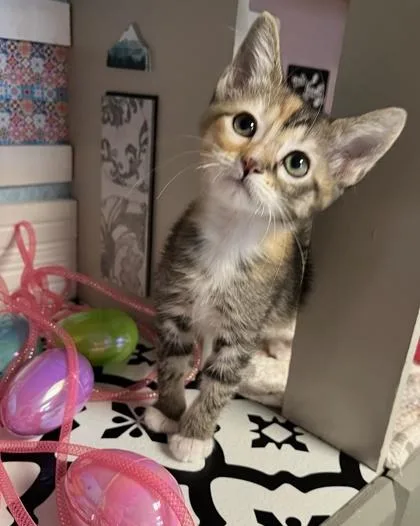 A young small-sized female Domestic Short Hair cat named Patty for adoption in Beatrice, NE