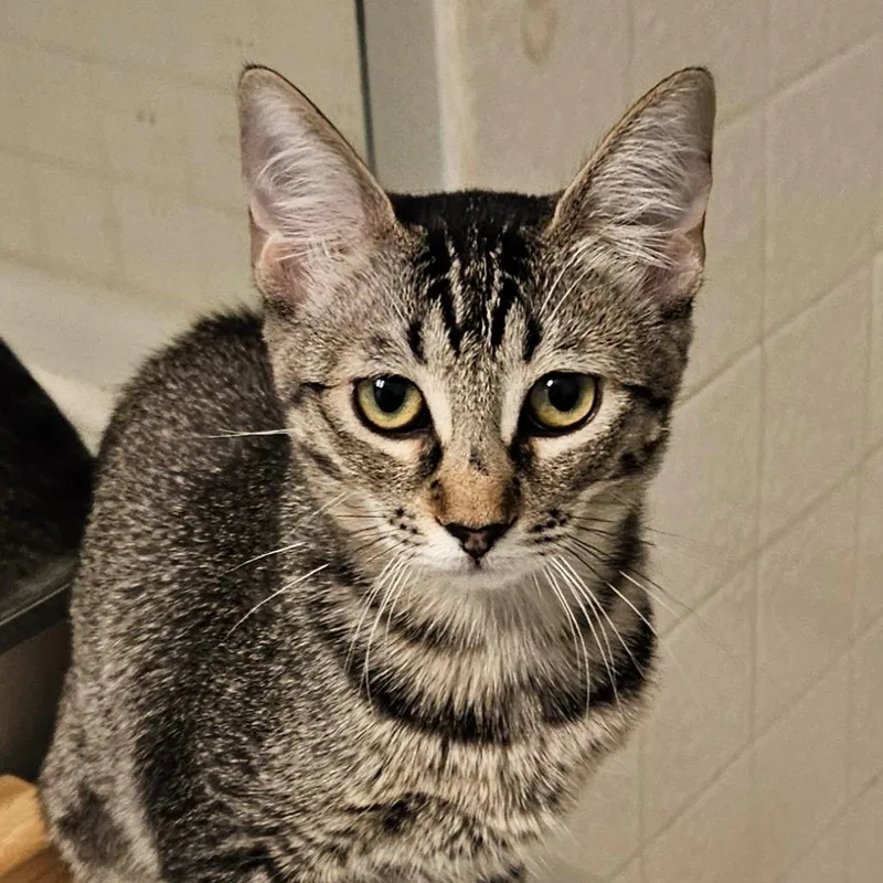 A baby small-sized female Brown / Chocolate Domestic Short Hair cat named Mary for adoption in Las Vegas, NV