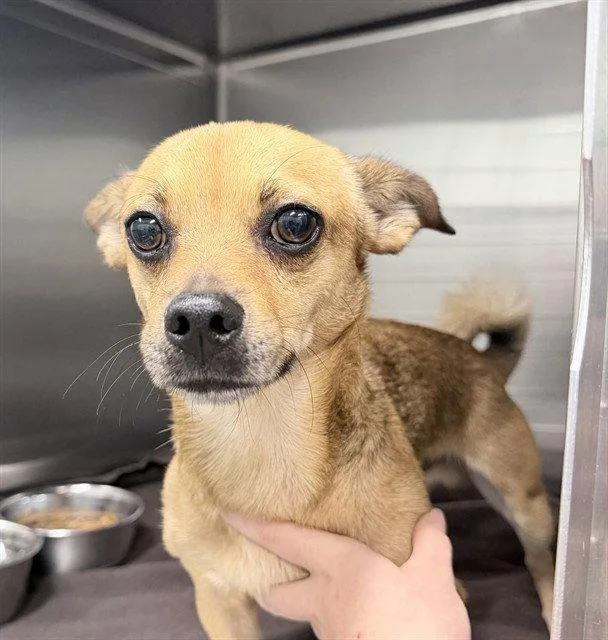 An adult small-sized male Rat Terrier dog named Baker for adoption in Tavares, FL