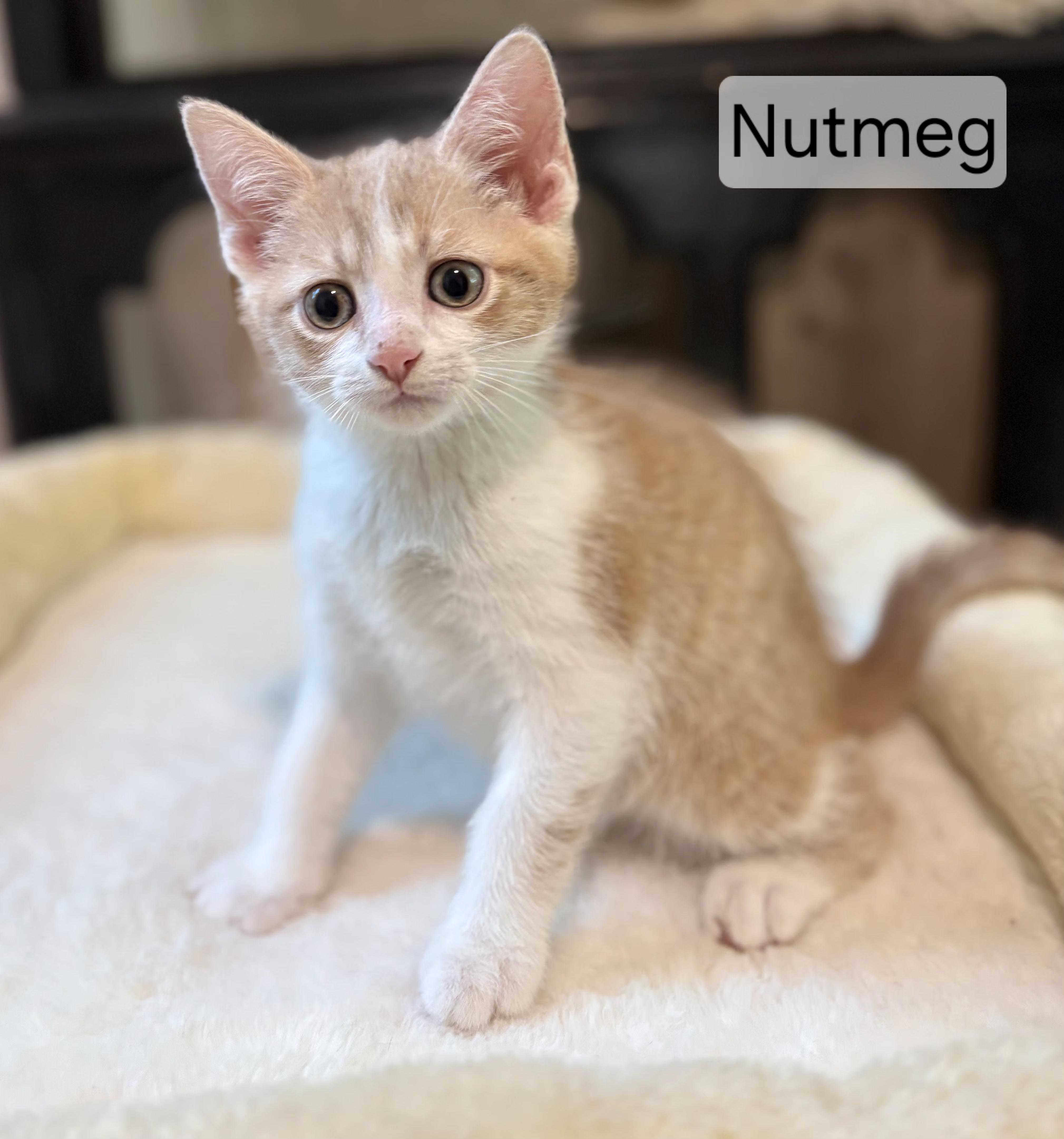 A young medium-sized male Buff & White Domestic Short Hair cat named Nutmeg for adoption in Aurora, NE