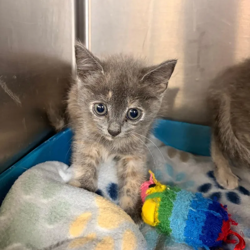 A baby small-sized female Domestic Short Hair cat named Poppy for adoption in Franklin, NC