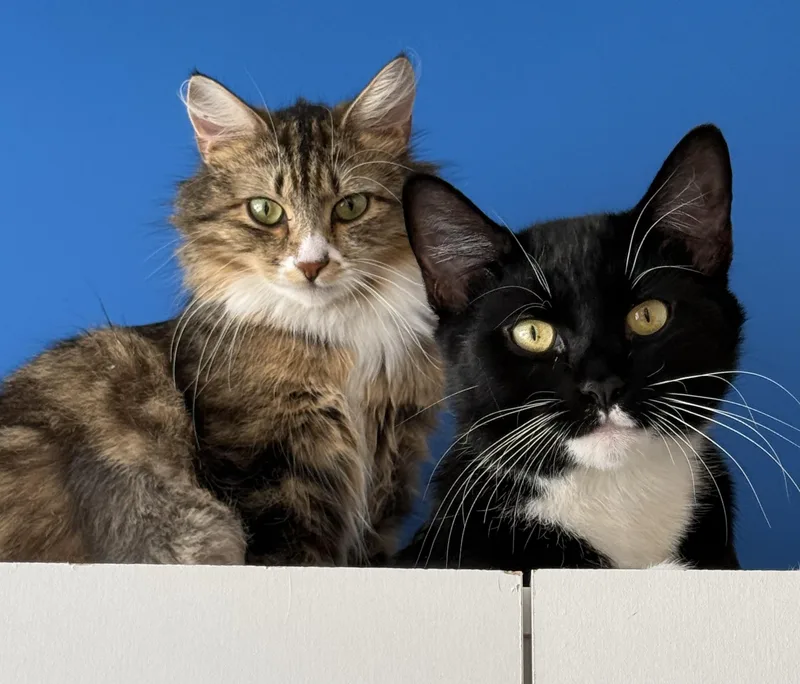 An adult medium-sized male American Shorthair cat named Peter and Gwen for adoption in Hull, MA