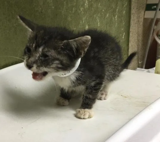 A baby small-sized male Domestic Short Hair cat named Clyde for adoption in Riverside, CA
