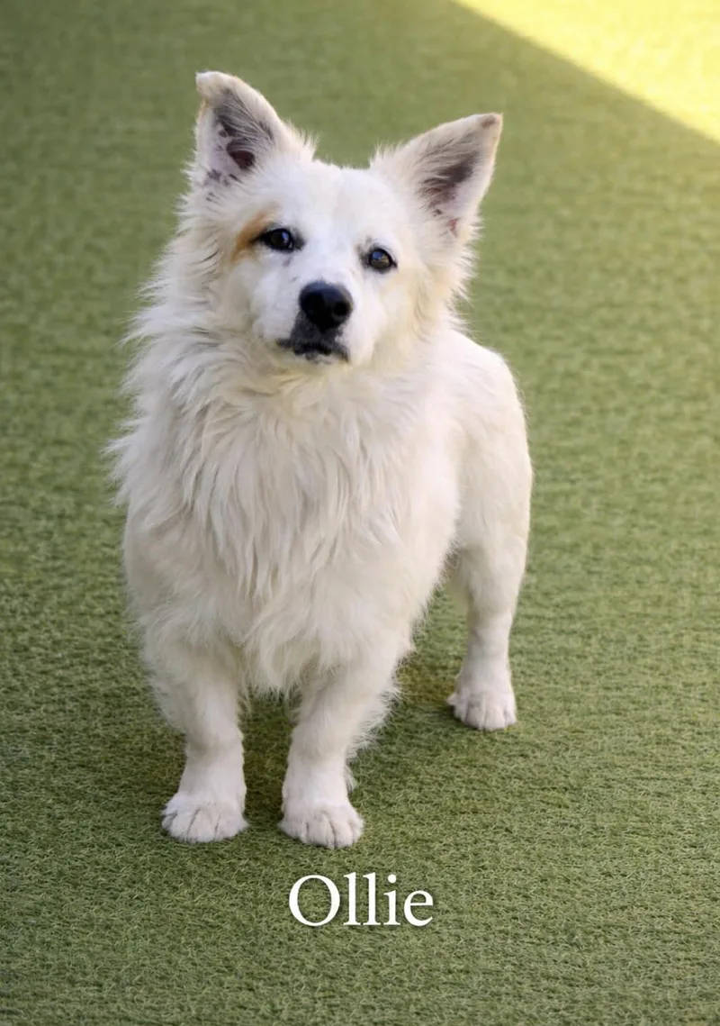 A young small-sized male Corgi dog named Ollie for adoption in Allen, TX