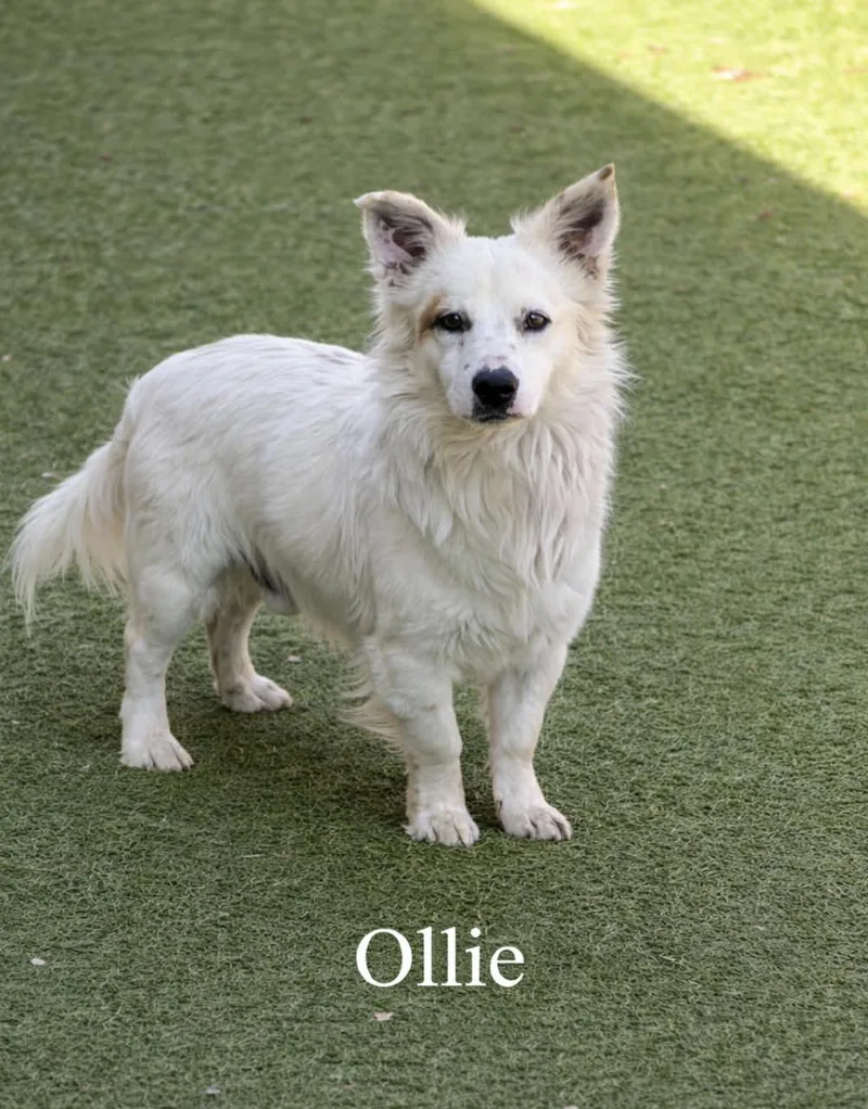 Ollie thumbnail 2