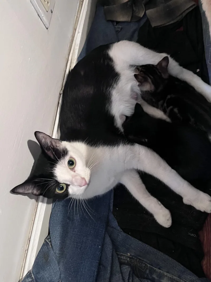 A young medium-sized female Black Domestic Short Hair cat named Nova for adoption in La Jolla, CA