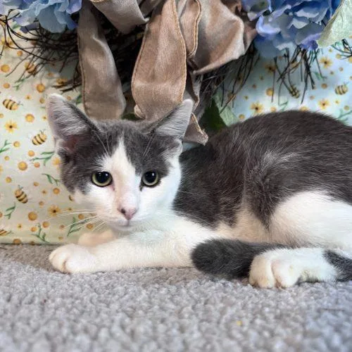 A baby small-sized male Domestic Short Hair cat named Hat Trick for adoption in Toms River, NJ