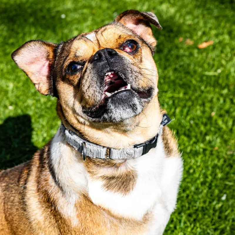 Pugsworth thumbnail 4