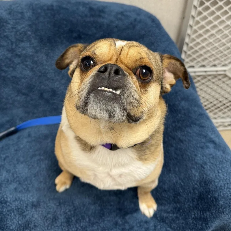 Pugsworth thumbnail 6