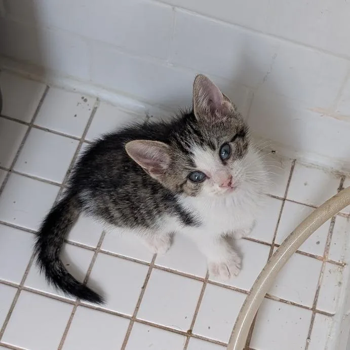 A baby small-sized female Brown / Chocolate Domestic Short Hair cat named Minter Wonderland for adoption in Middle Village, NY