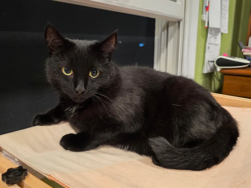 An adult medium-sized female Domestic Short Hair cat named Bailey for adoption in Enfield, CT