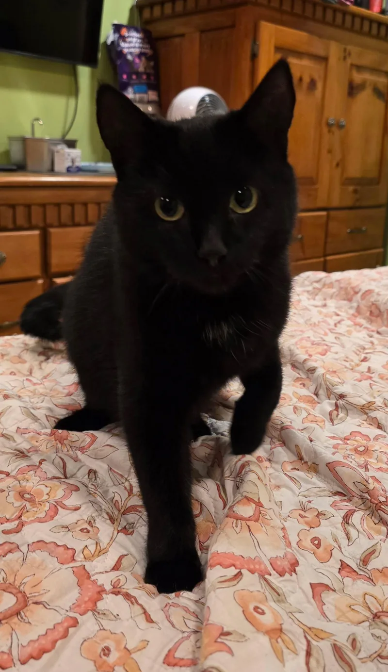 Bailey thumbnail 3