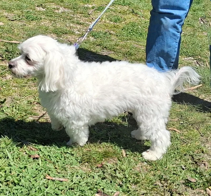 An adult small-sized male Poodle dog named Jake for adoption in Mcconnelsville, OH