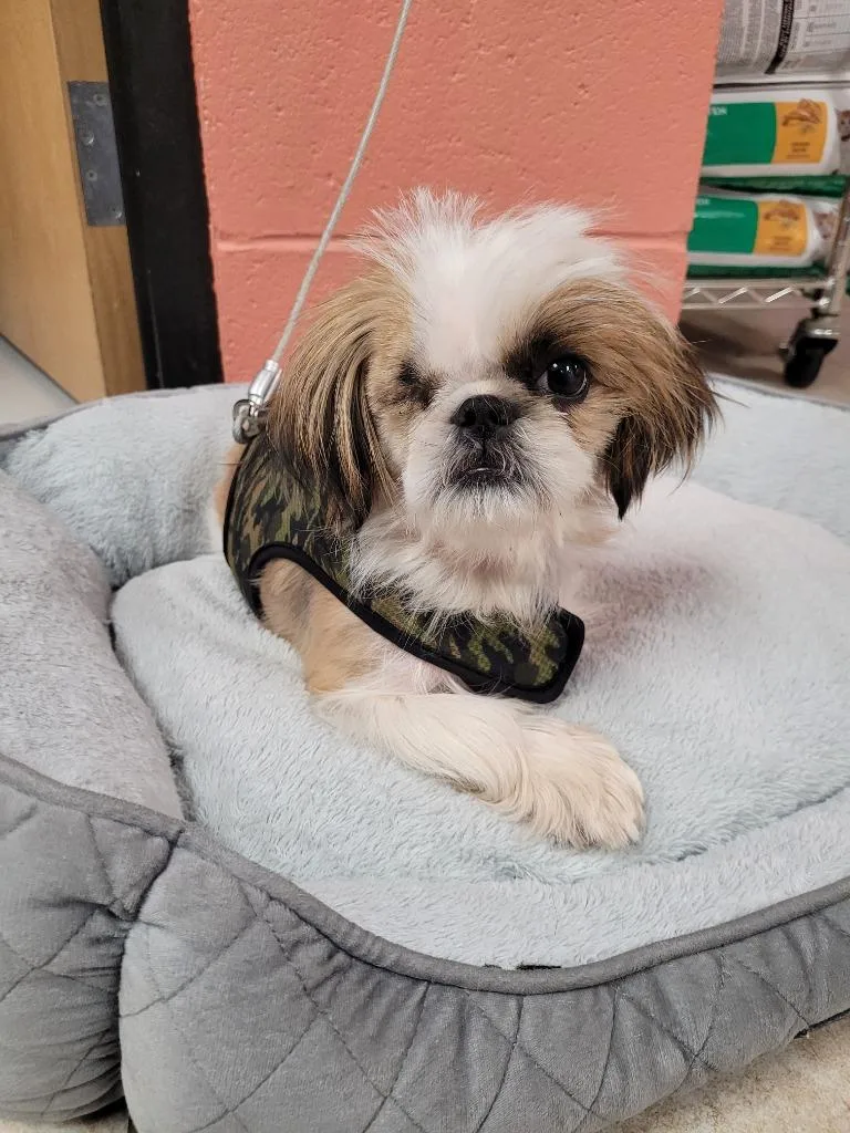 An adult medium-sized male Shih Tzu dog named Bull for adoption in Logan, UT
