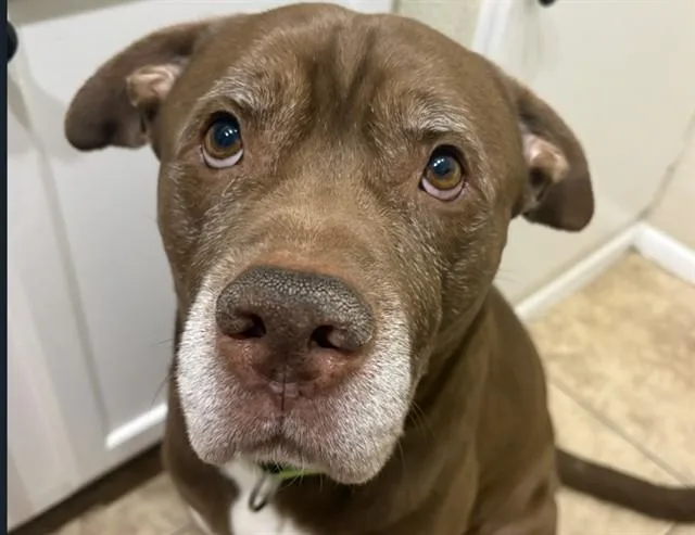 A senior large-sized male Rottweiler dog named Brother Bear for adoption in Tucson, AZ