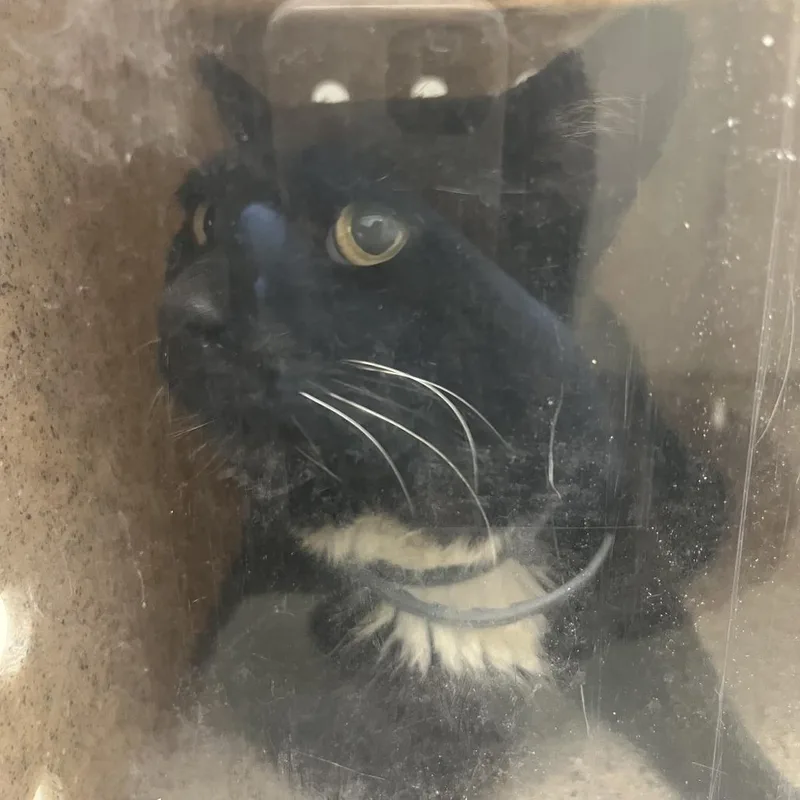 A senior medium-sized male Black Domestic Short Hair cat named Mr Baby for adoption in Harrisonburg, VA