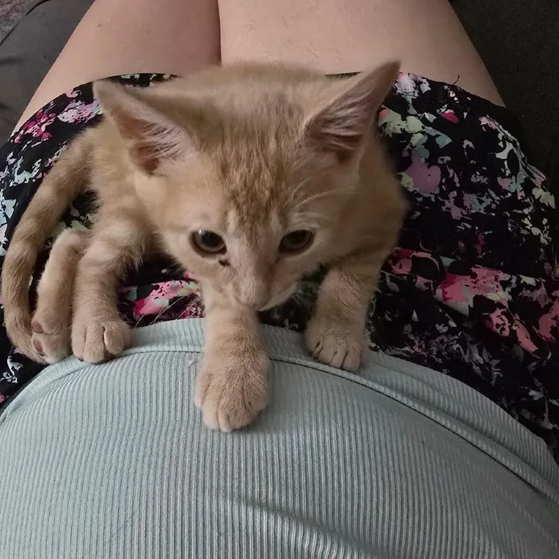 A baby small-sized male Orange / Red Domestic Short Hair cat named Creamsicle for adoption in Ringtown, PA
