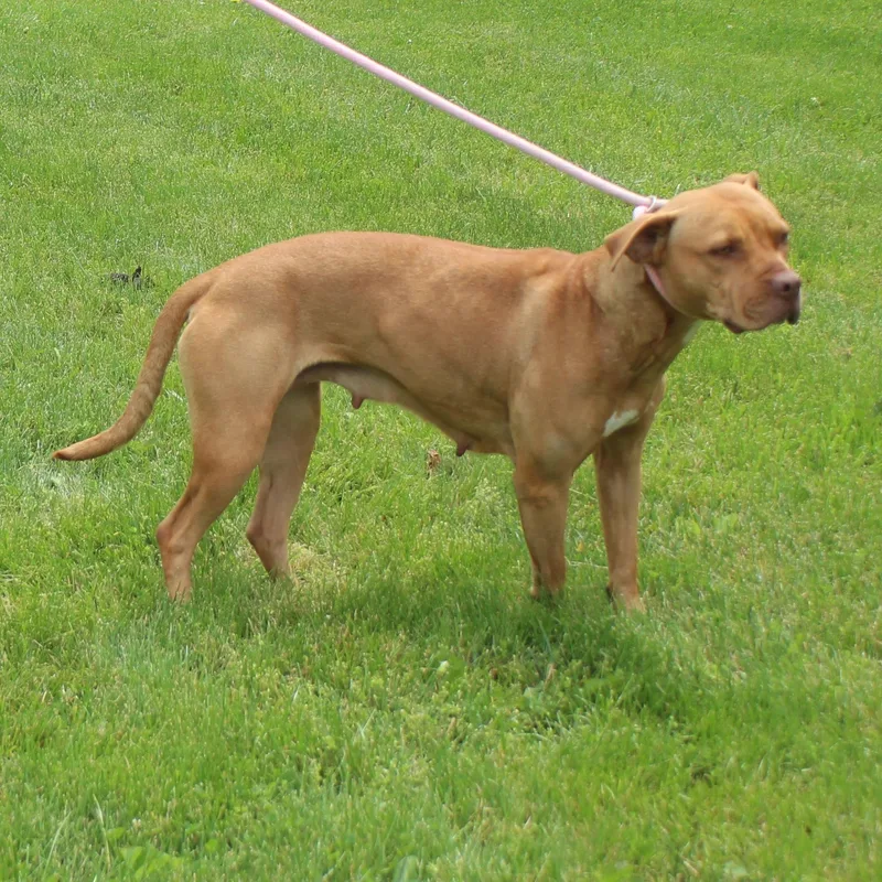 An adult medium-sized female Red / Chestnut / Orange Pit Bull Terrier dog named Mama for adoption in Heath, OH