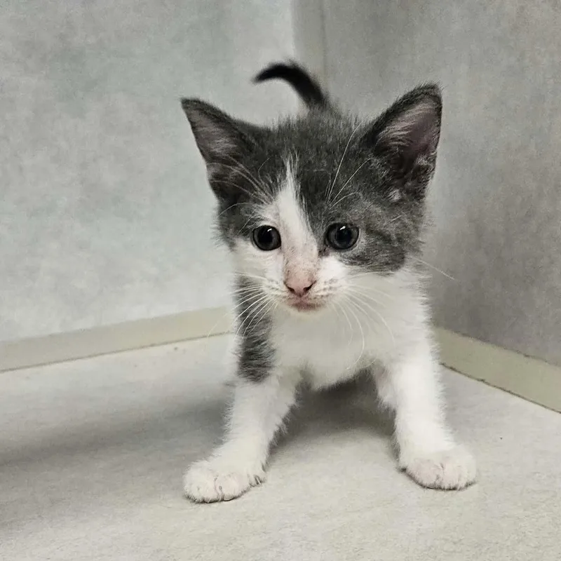 A baby medium-sized female Gray & White Domestic Short Hair cat named Necco for adoption in Wapakoneta, OH