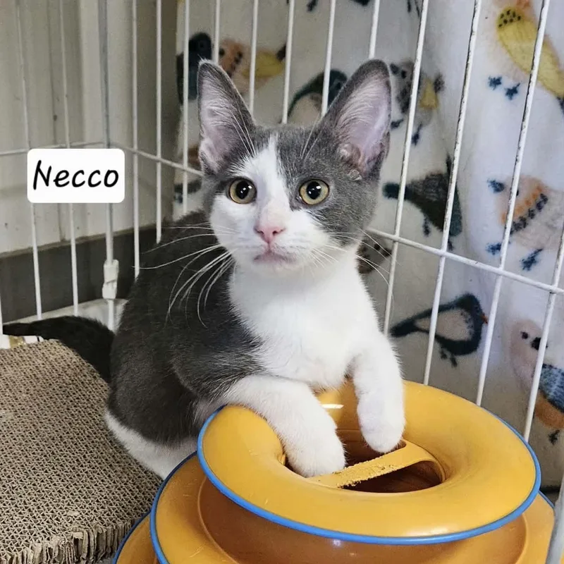 Necco thumbnail 2