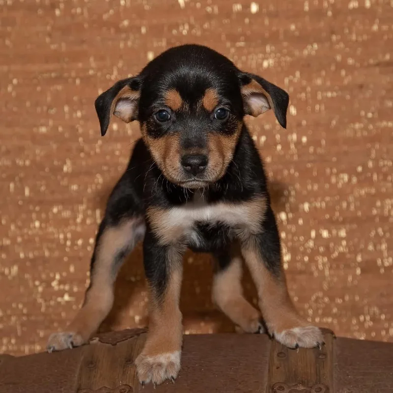 A baby medium-sized female Black Boxer dog named Monica for adoption in Allen, TX