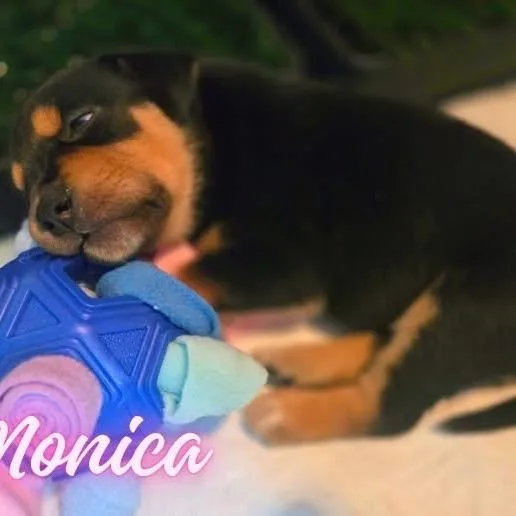 Monica thumbnail 5