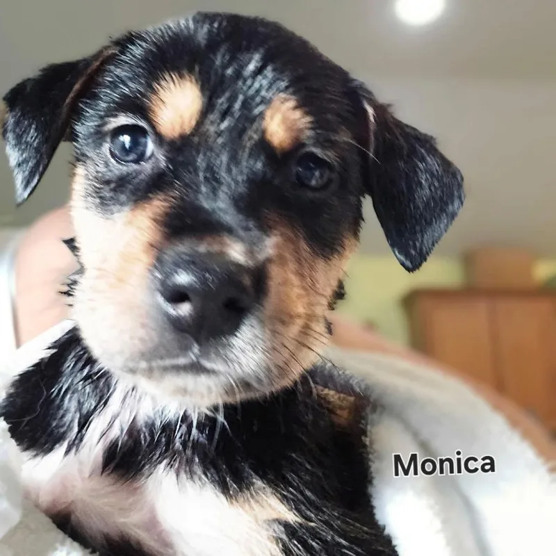 Monica thumbnail 6